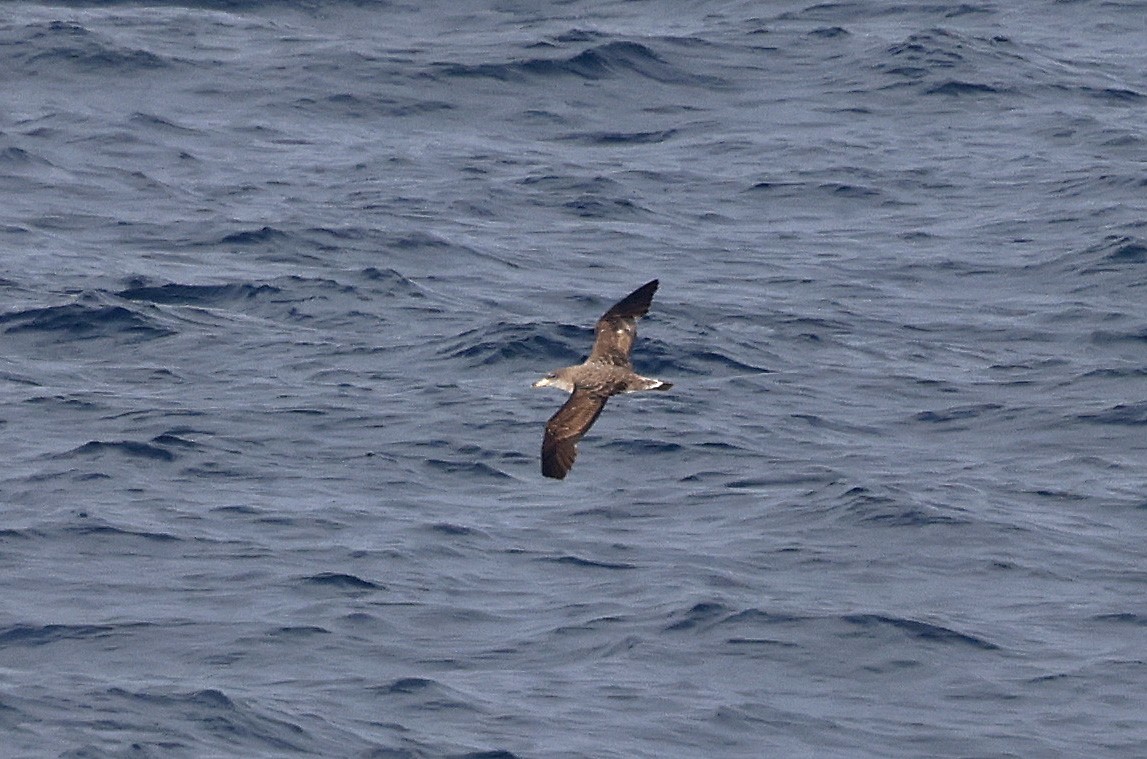 Cory's Shearwater (borealis) - ML624027645