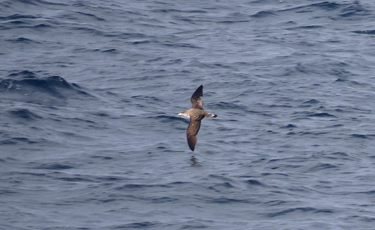 Cory's Shearwater (borealis) - ML624027647