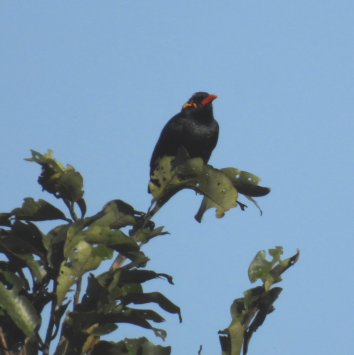 Southern Hill Myna - ML624027653