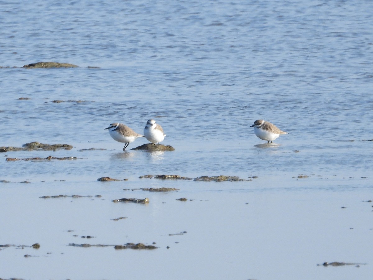 Kentish Plover - Francesco Barberini