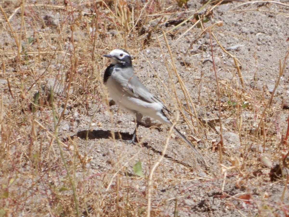 White Wagtail - ML624027671