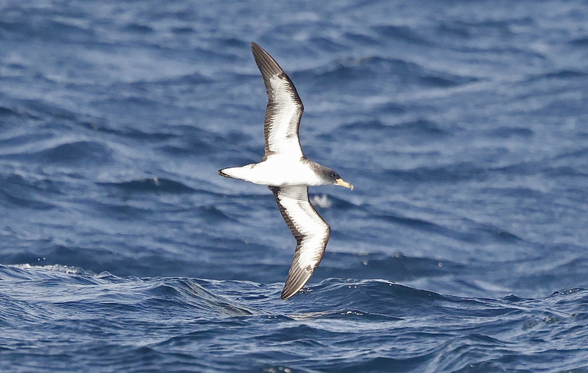 Cory's Shearwater (borealis) - ML624027672