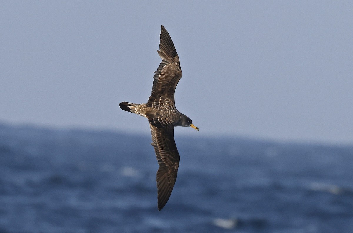 Cory's Shearwater (borealis) - ML624027674