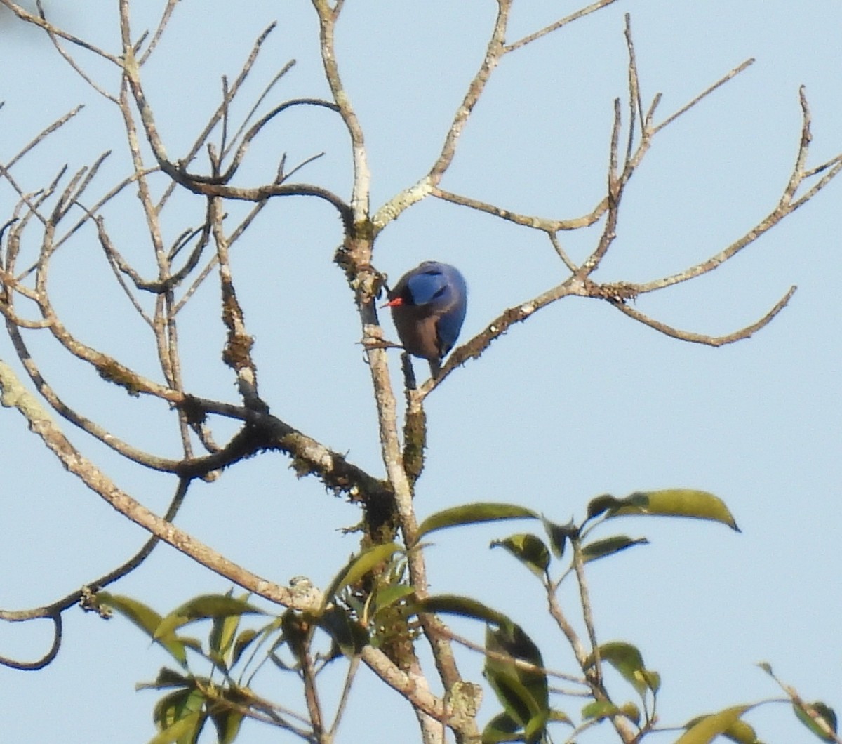 Velvet-fronted Nuthatch - ML624027676