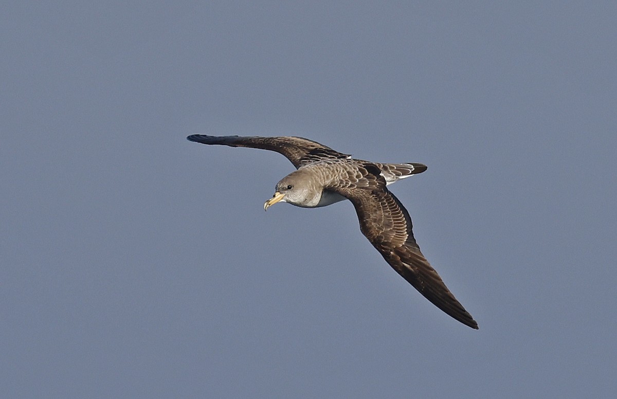 Cory's Shearwater (borealis) - ML624027683