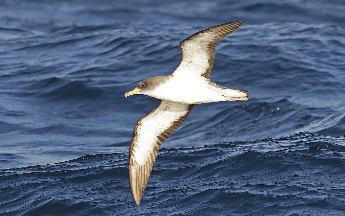 Cory's Shearwater (borealis) - ML624027694