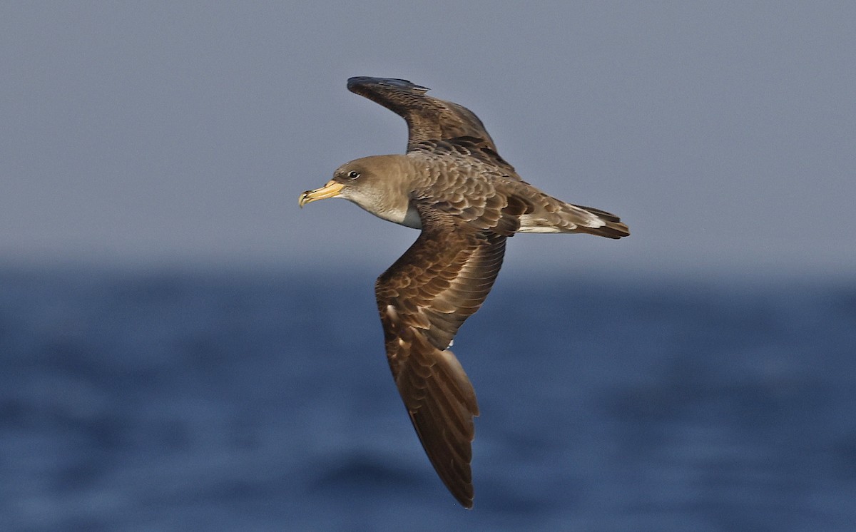 Cory's Shearwater (borealis) - ML624027697