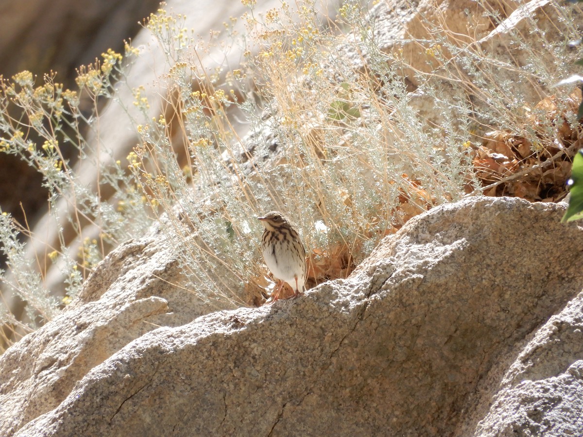 Tree Pipit - Shraddha Pandya