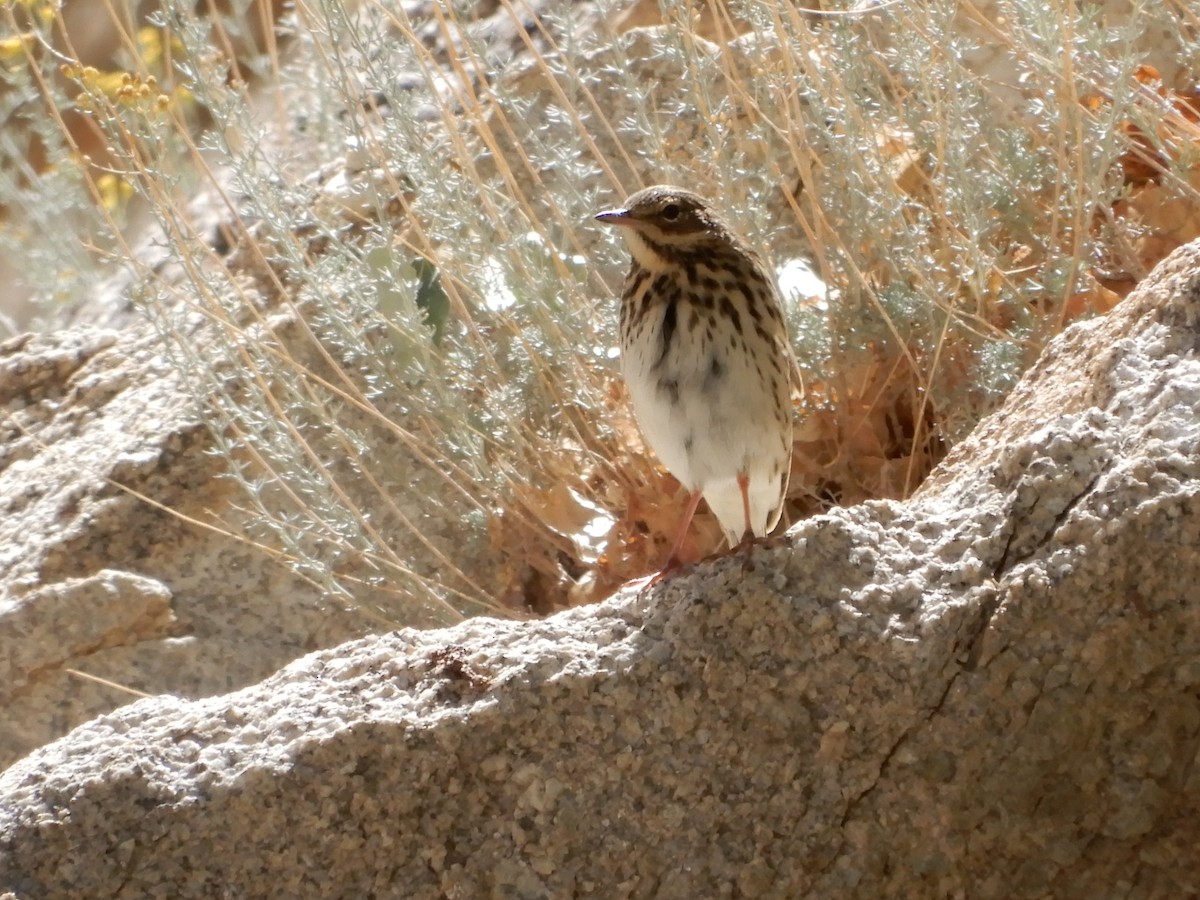 Tree Pipit - ML624027699