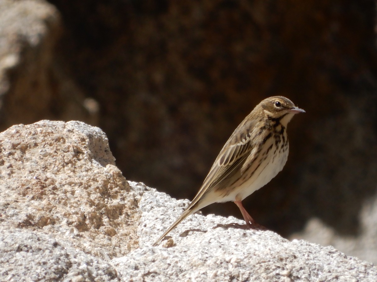 Tree Pipit - ML624027700