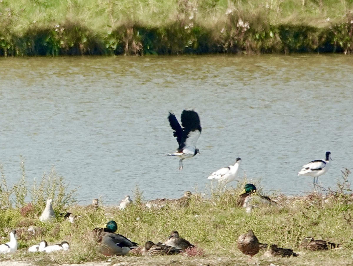 Northern Lapwing - ML624027714