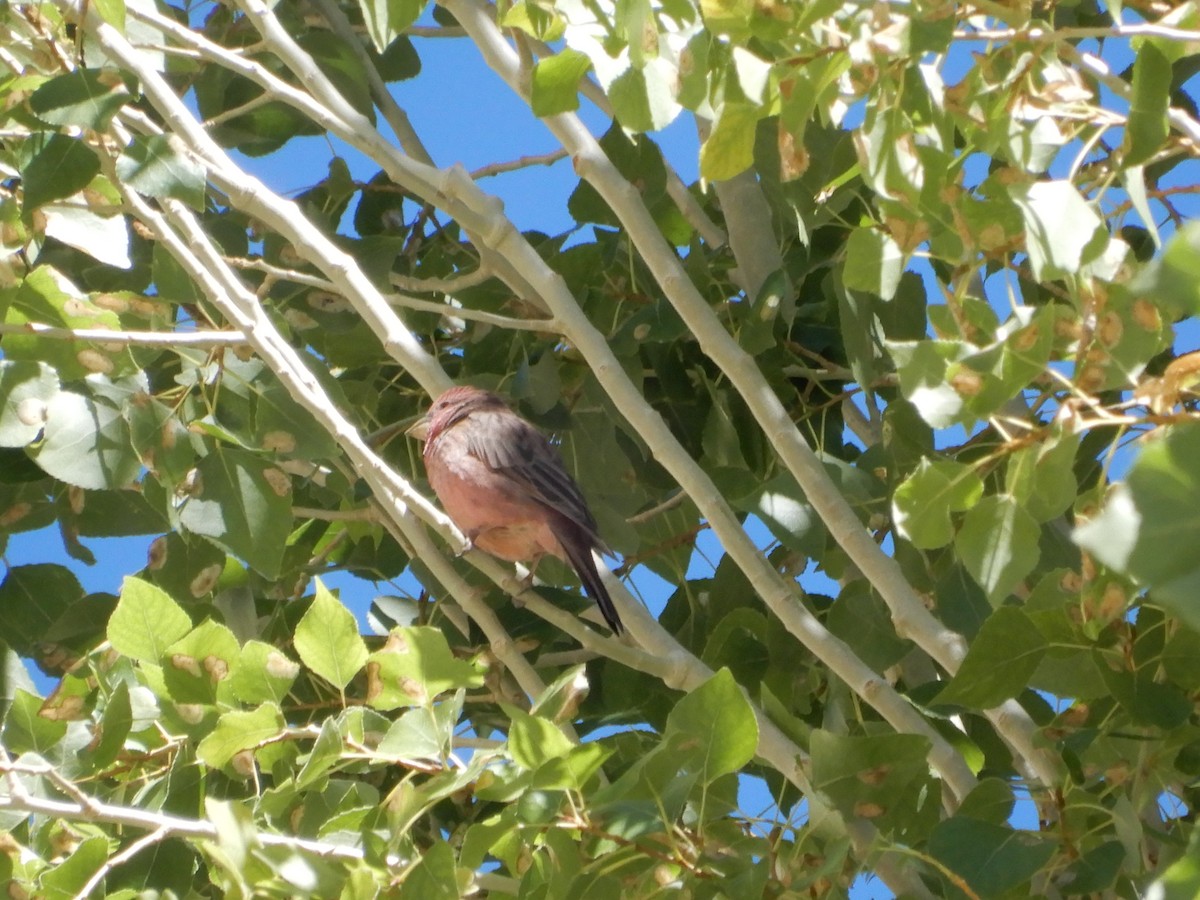 rosefinch sp. - ML624027723