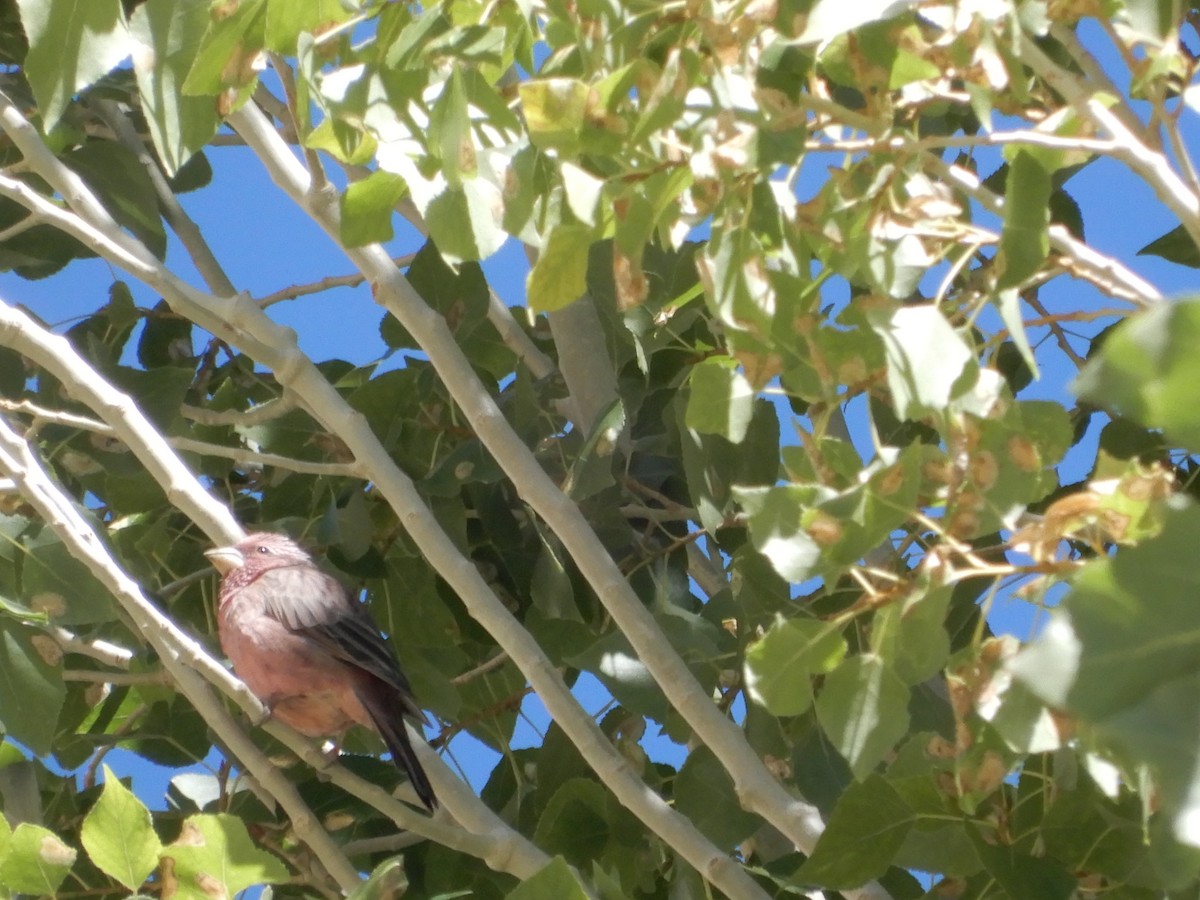 rosefinch sp. - Shraddha Pandya