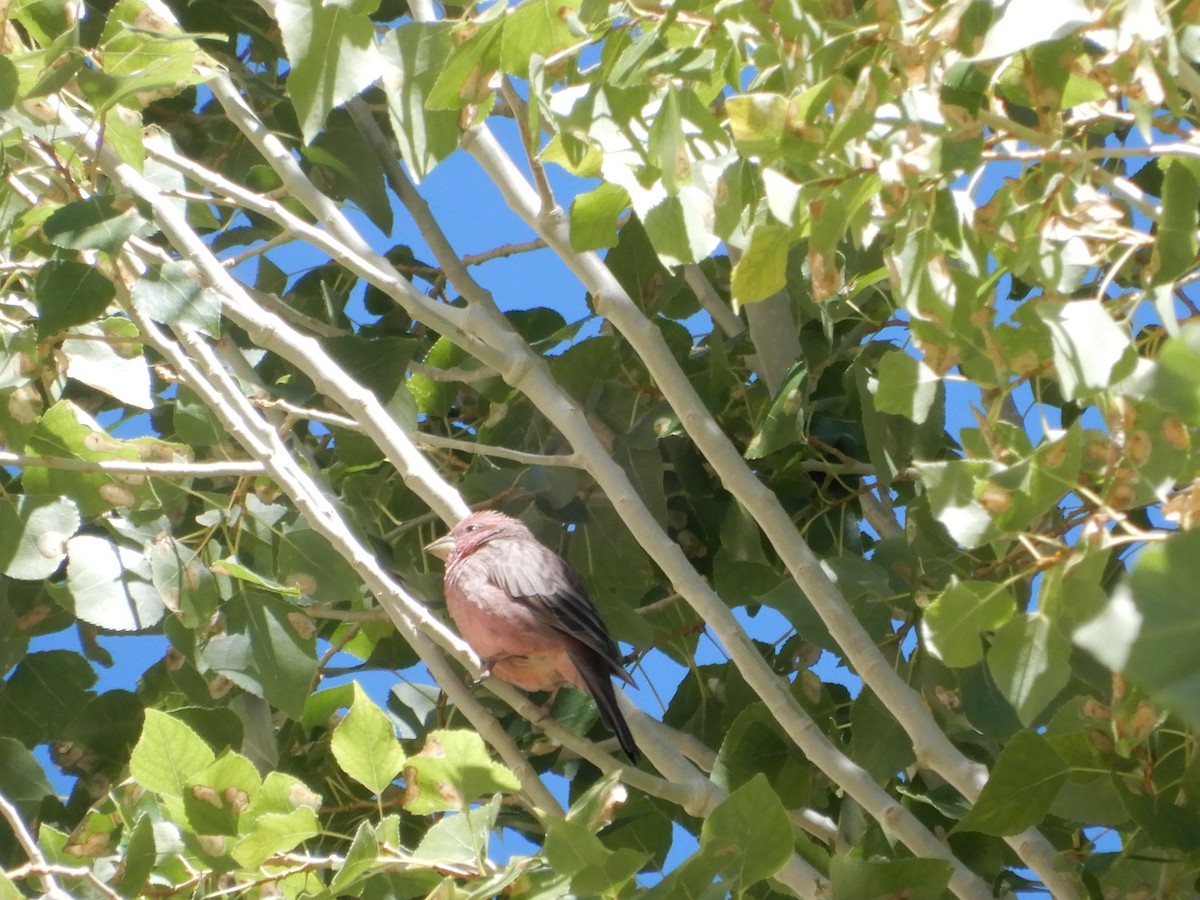 rosefinch sp. - ML624027725