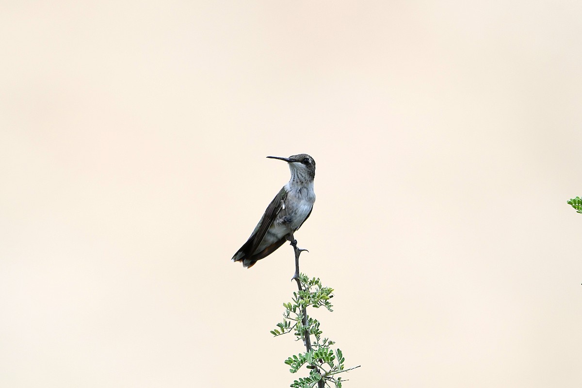 Black-chinned Hummingbird - ML624027732