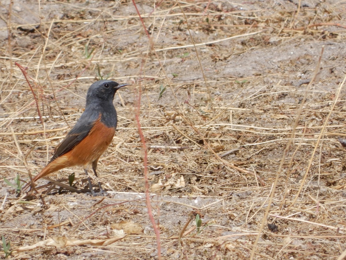 Black Redstart - ML624027737