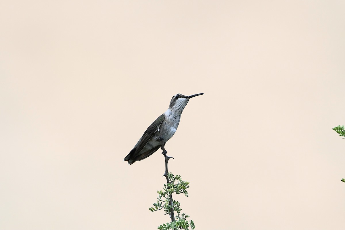 Black-chinned Hummingbird - ML624027742