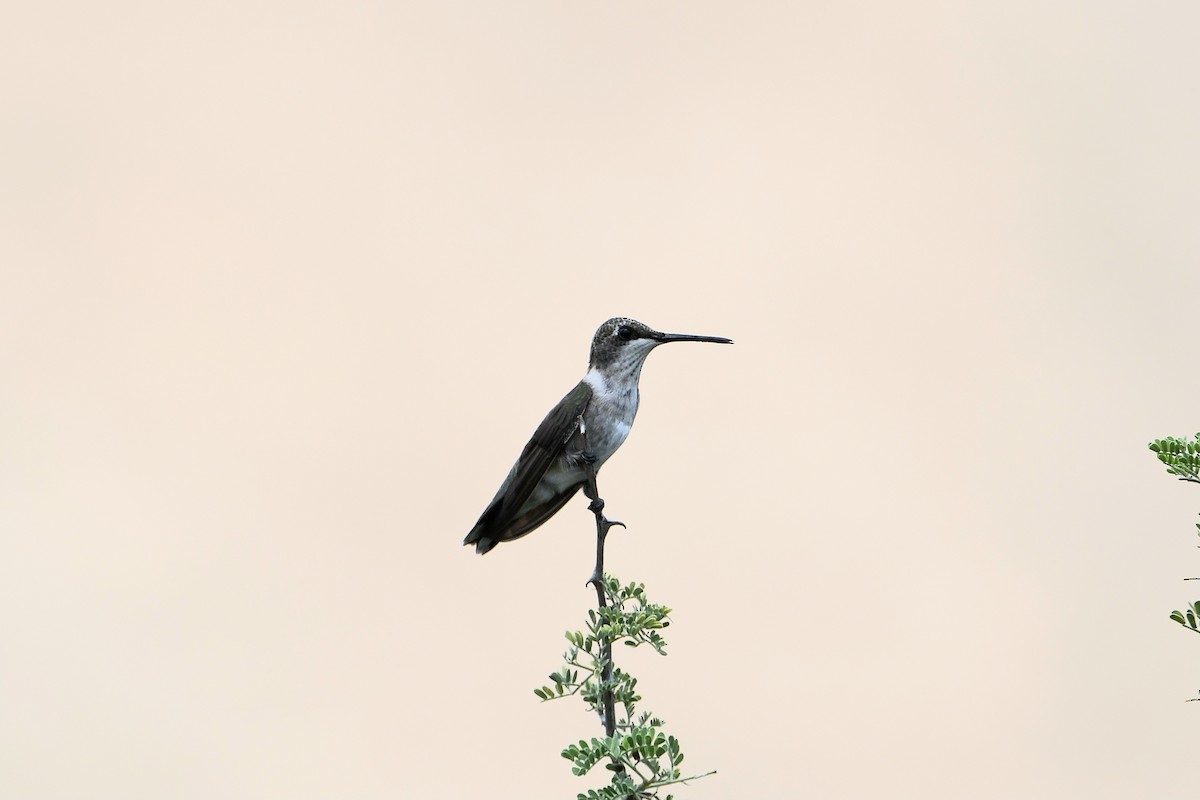 Black-chinned Hummingbird - ML624027743