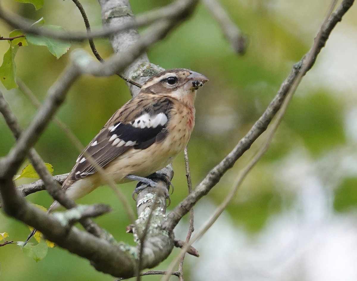 Rose-breasted Grosbeak - ML624027745