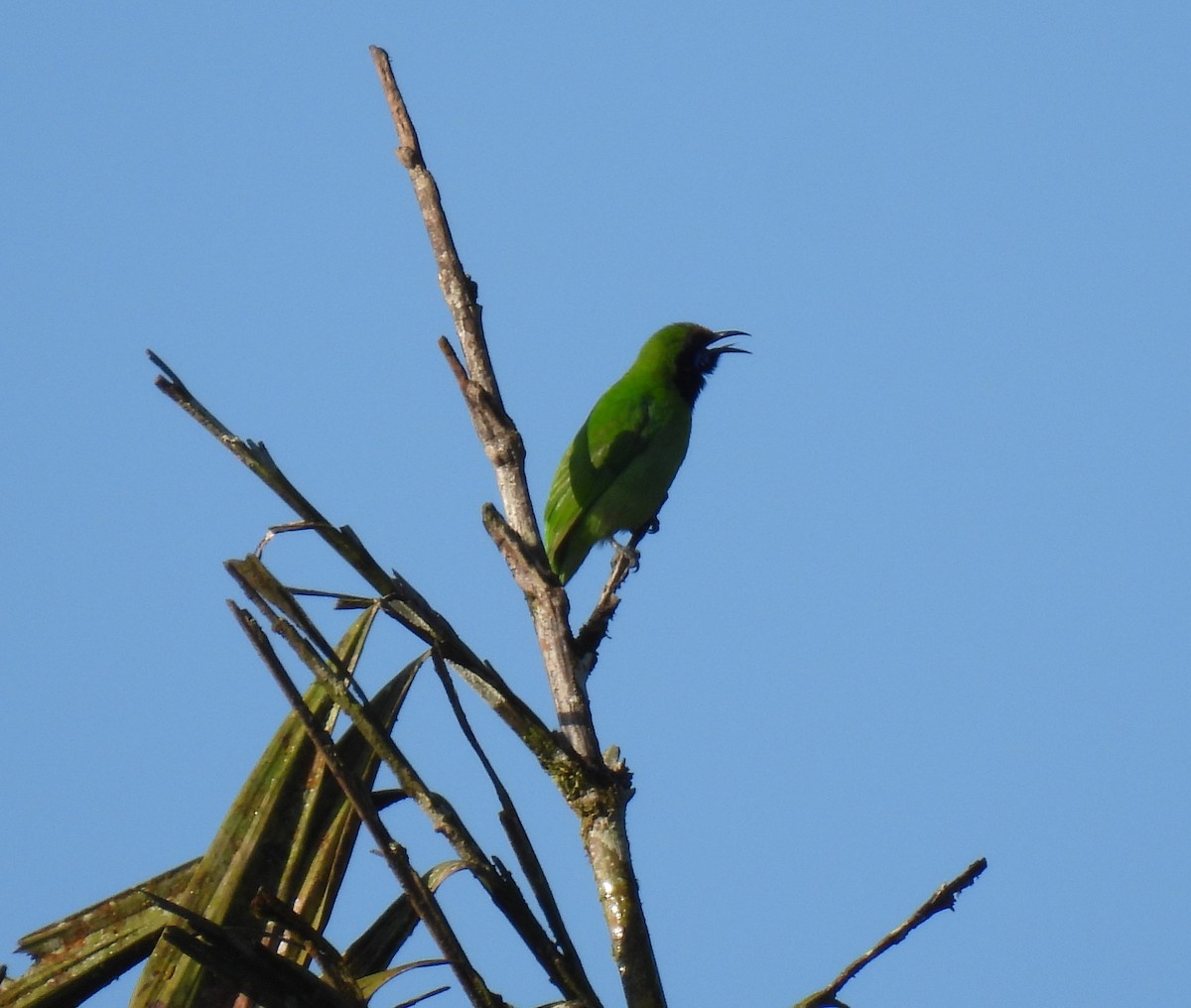 Golden-fronted Leafbird - ML624027746