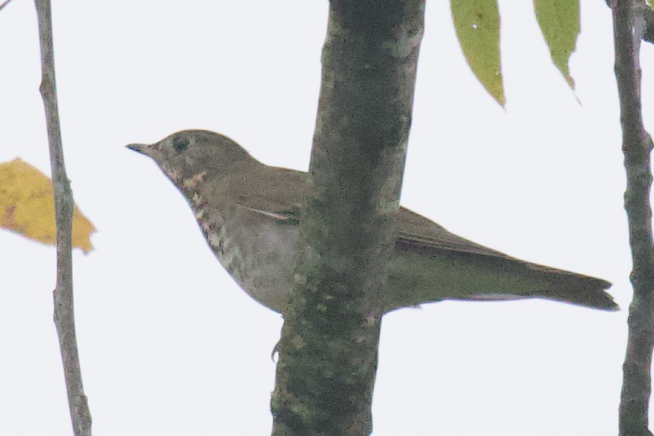 Gray-cheeked Thrush - ML624027750