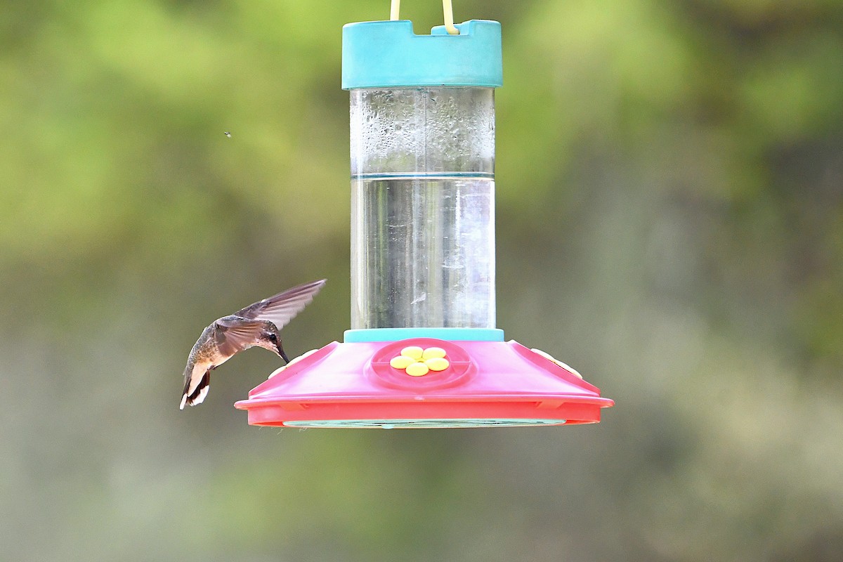 Black-chinned Hummingbird - ML624027756