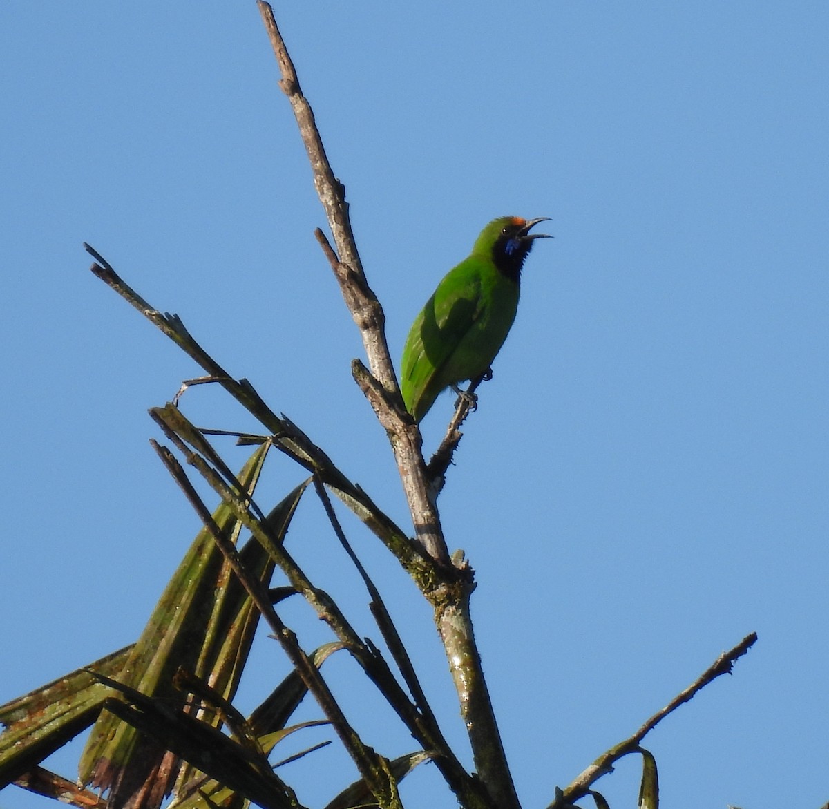 Golden-fronted Leafbird - ML624027760