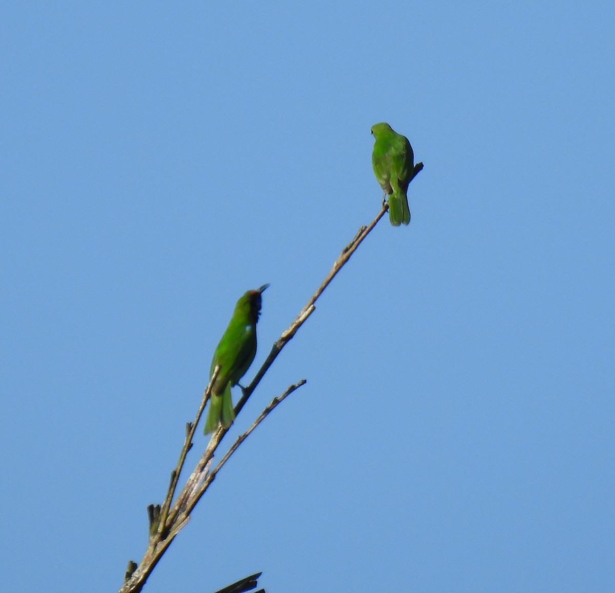 Golden-fronted Leafbird - ML624027769