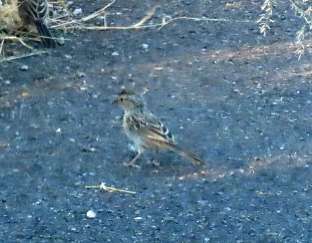 Rufous-crowned Sparrow - JoAnn Potter Riggle 🦤