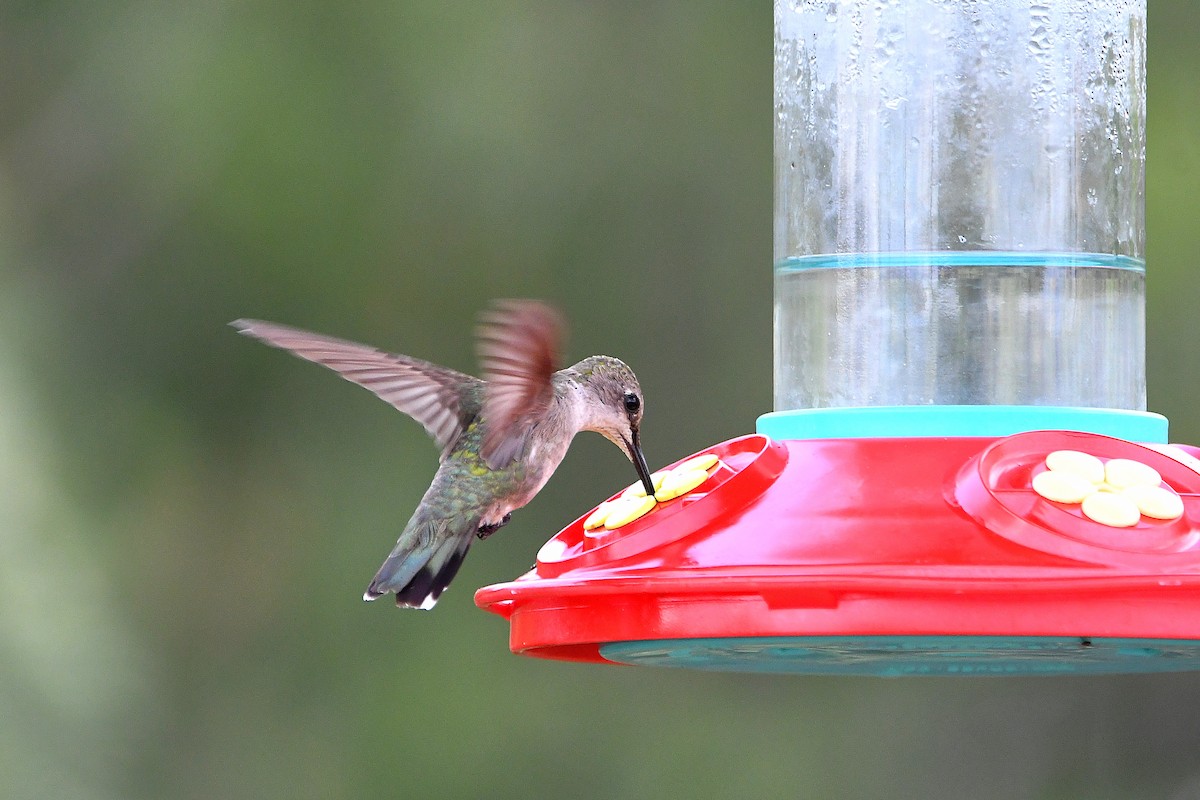 Black-chinned Hummingbird - ML624027797