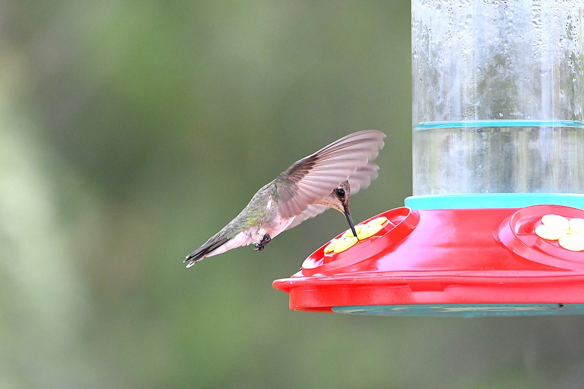 Black-chinned Hummingbird - ML624027799