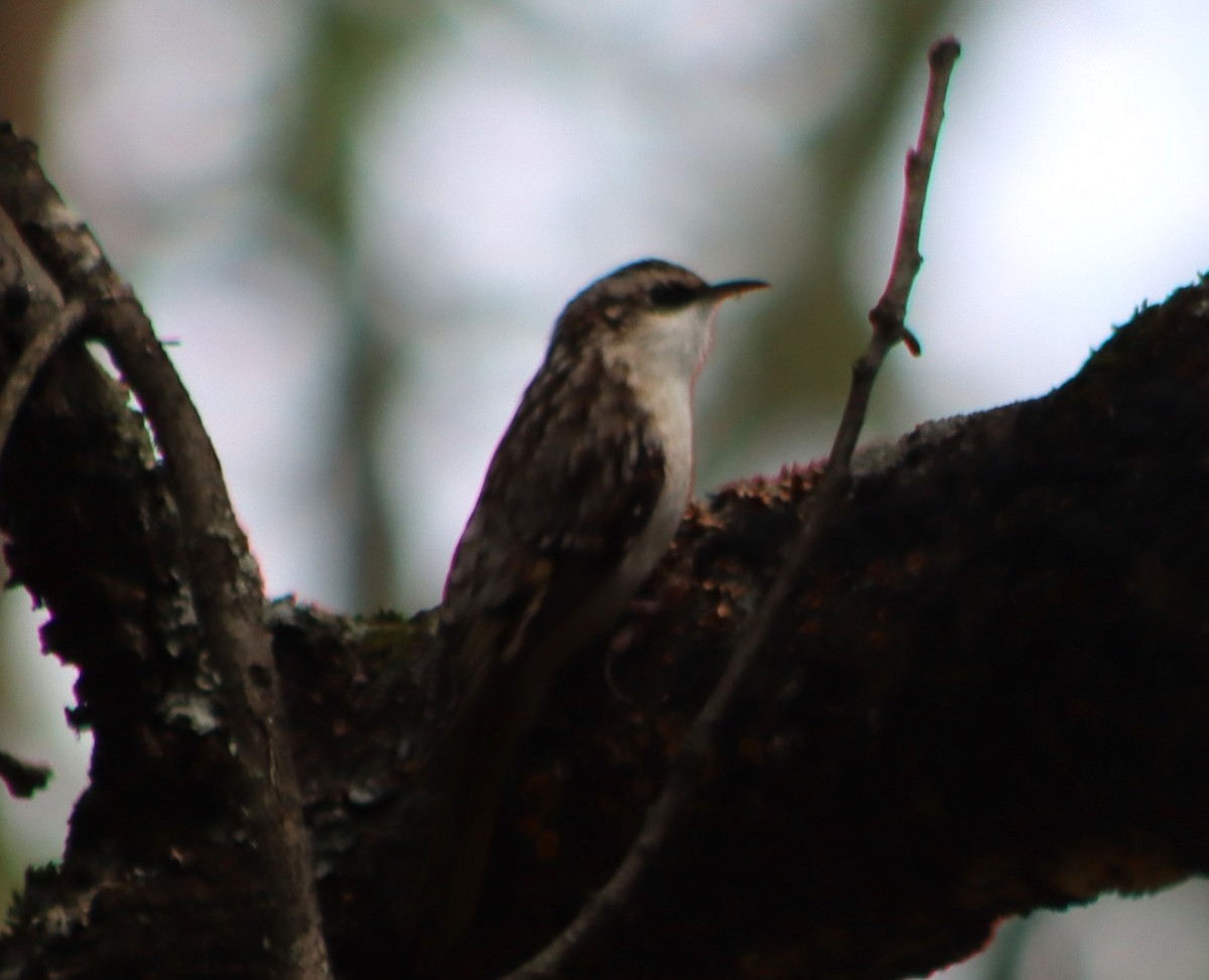 Brown Creeper - ML624027807