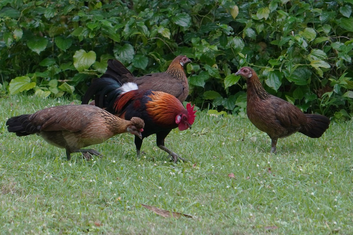 Red Junglefowl - Tracy Heng