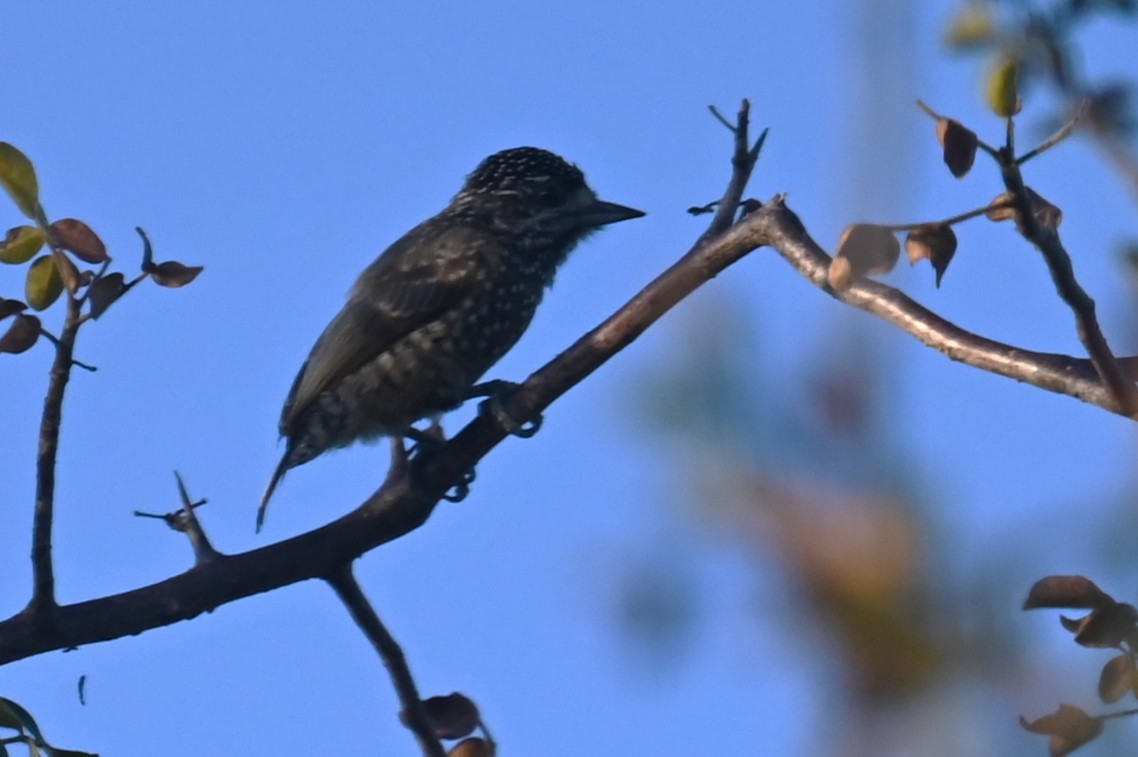 Spotted Piculet - ML624027819