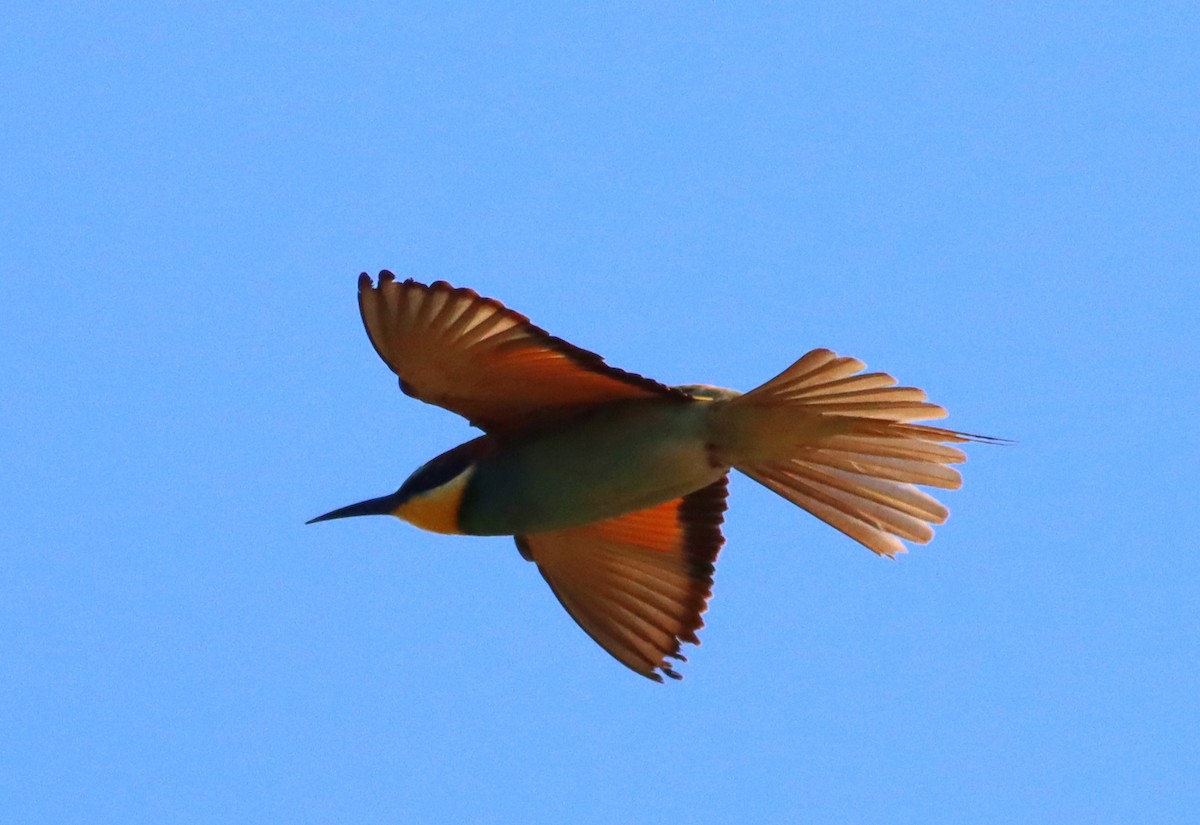 European Bee-eater - ML624027824