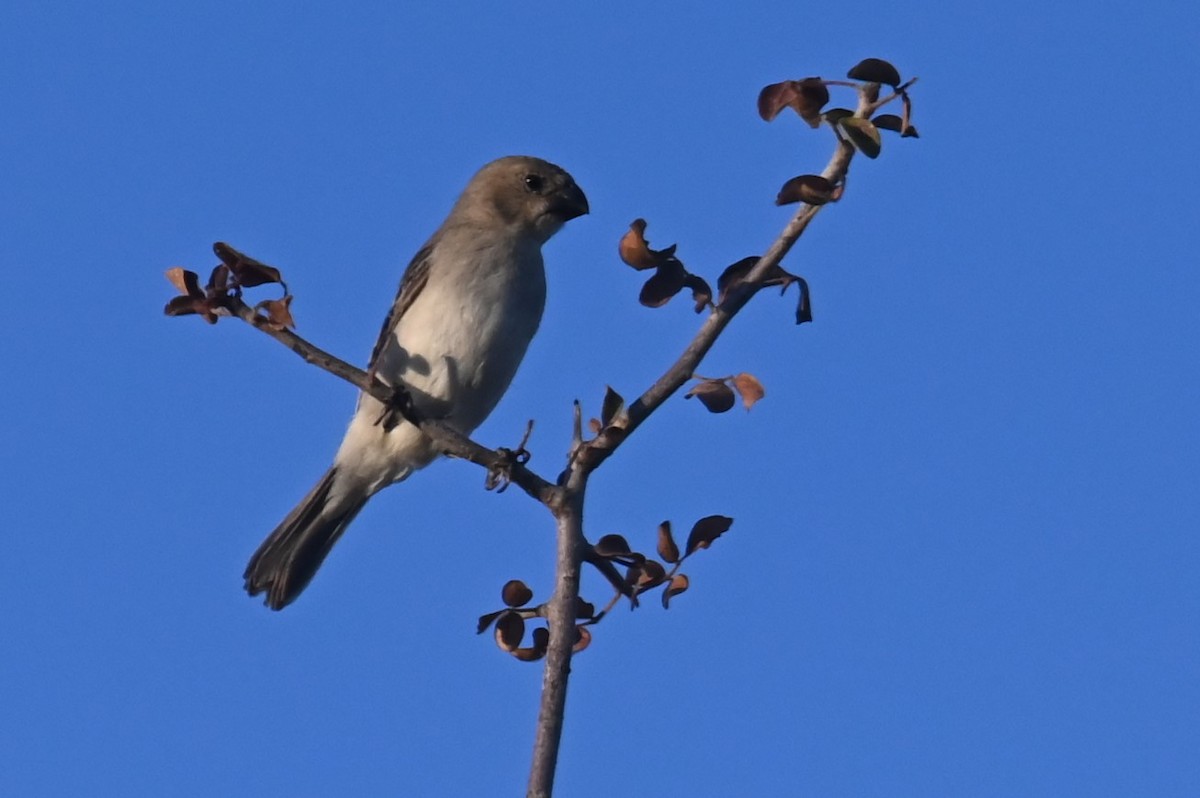 White-bellied Seedeater - ML624027832