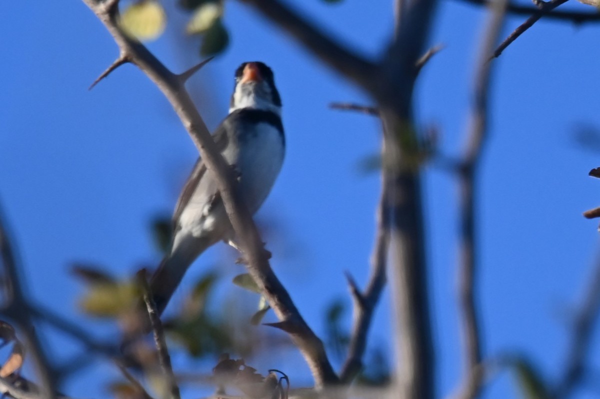 White-bellied Seedeater - ML624027833