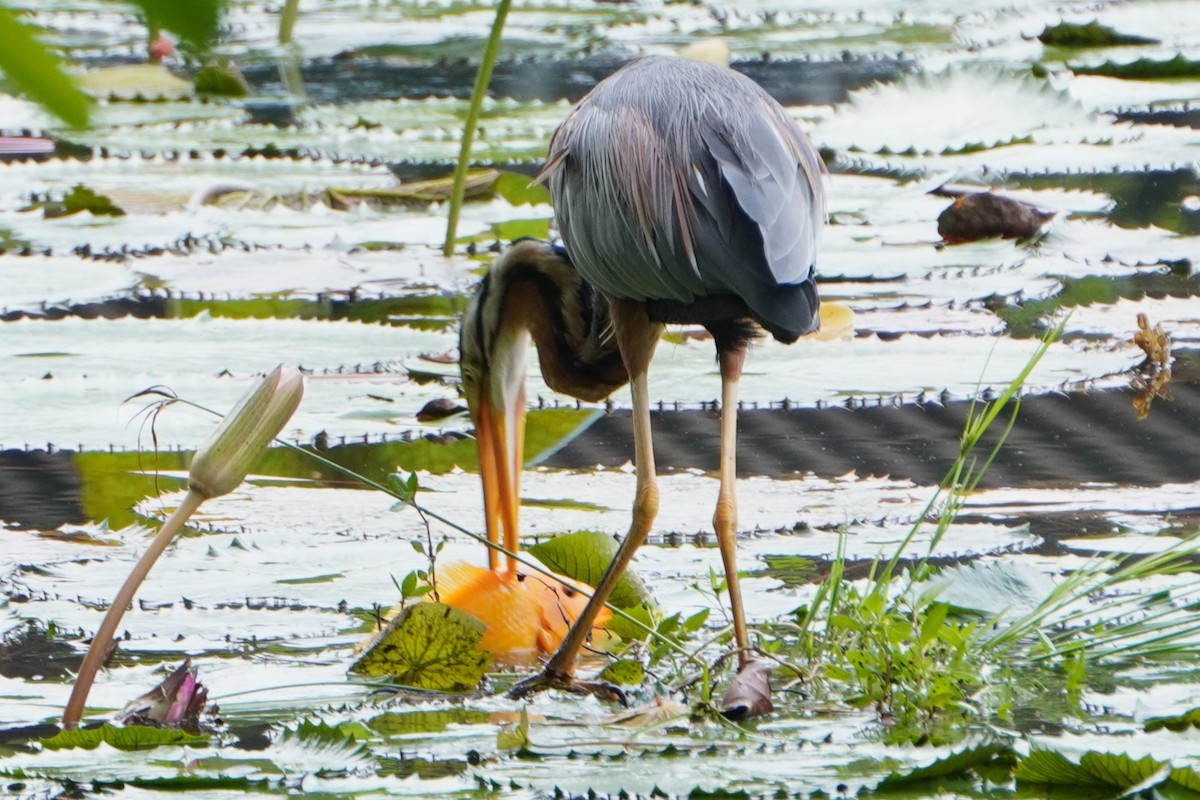 Purple Heron - Tracy Heng