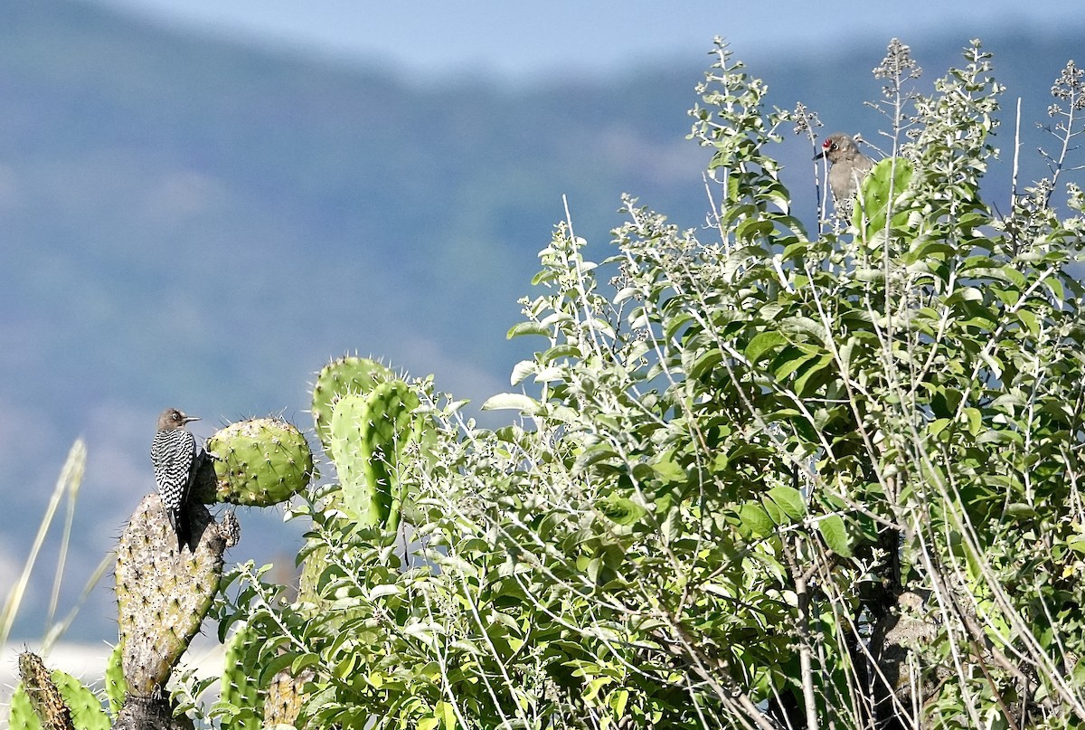 Gray-breasted Woodpecker - ML624027859