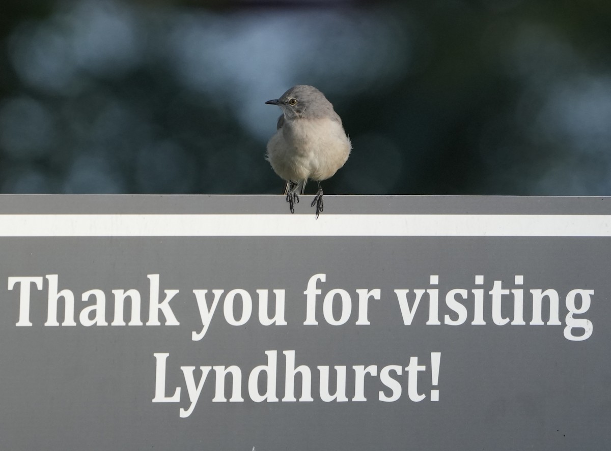 Northern Mockingbird - ML624027866