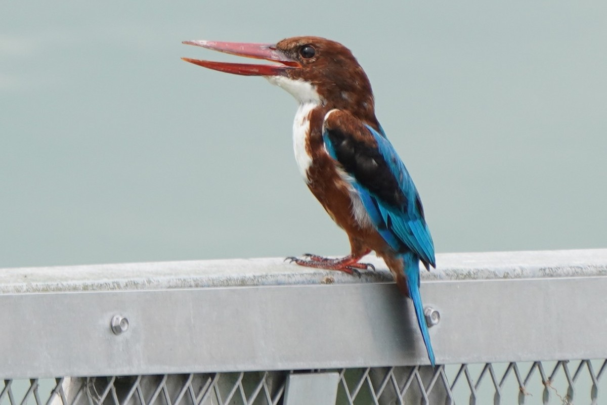 White-throated Kingfisher - ML624027875