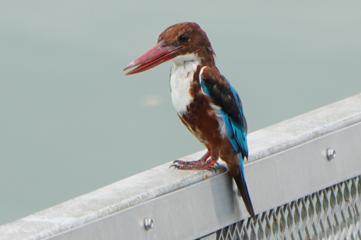 White-throated Kingfisher - ML624027876