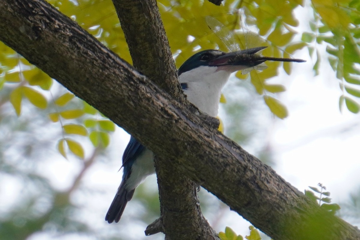 Collared Kingfisher - ML624027889