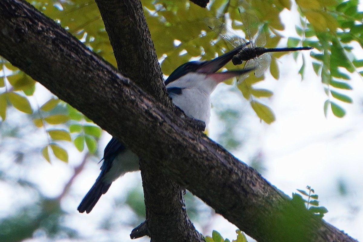 Collared Kingfisher - ML624027891