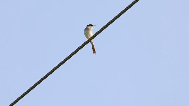 gråbrystprinia - ML624027903