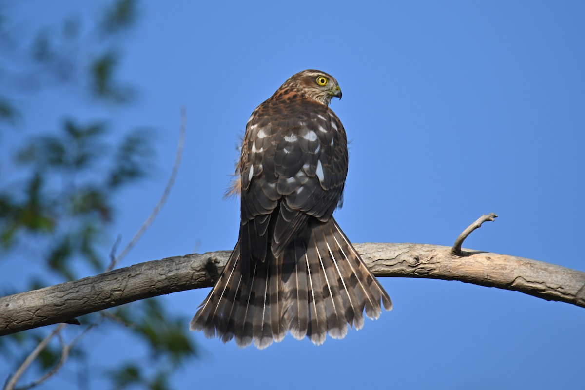 Eurasian Sparrowhawk - ML624027934