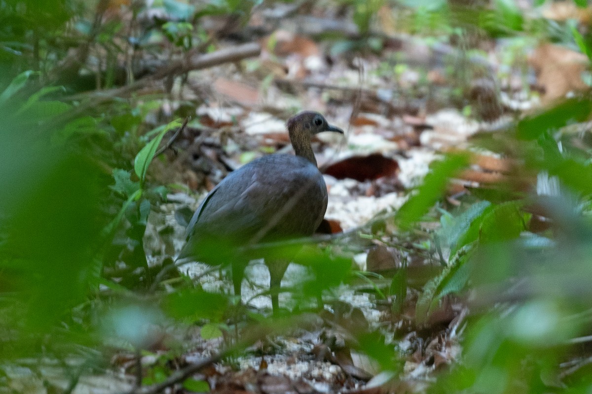 Great Tinamou - ML624027936