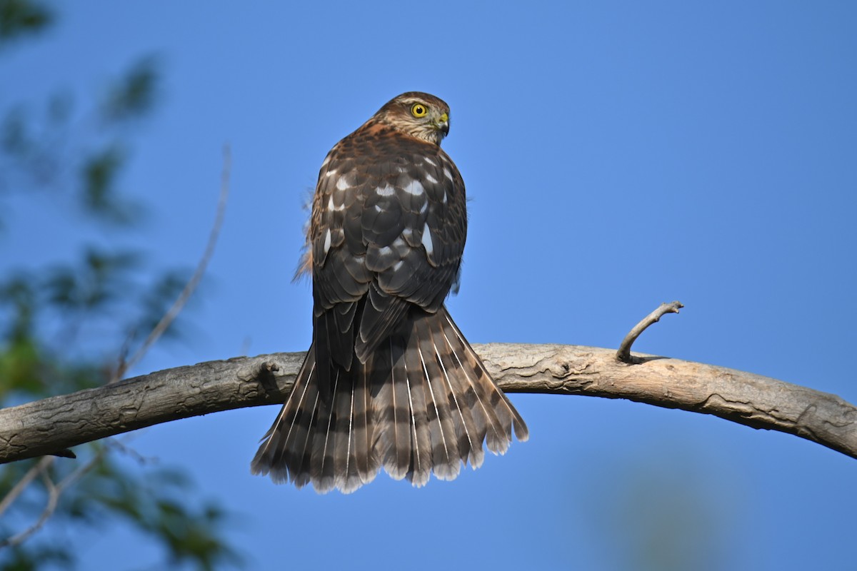 Eurasian Sparrowhawk - ML624027937