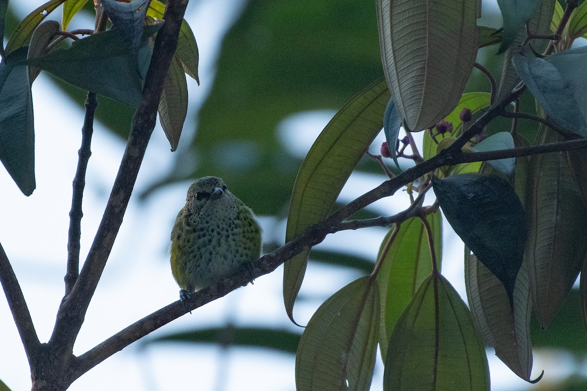 Spotted Tanager - ML624027944