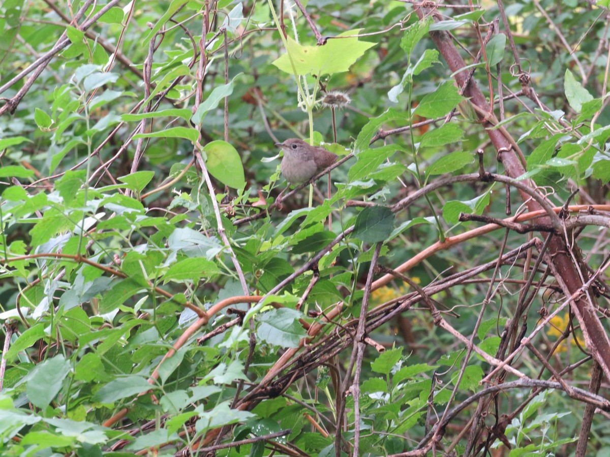 House Wren - ML624027978